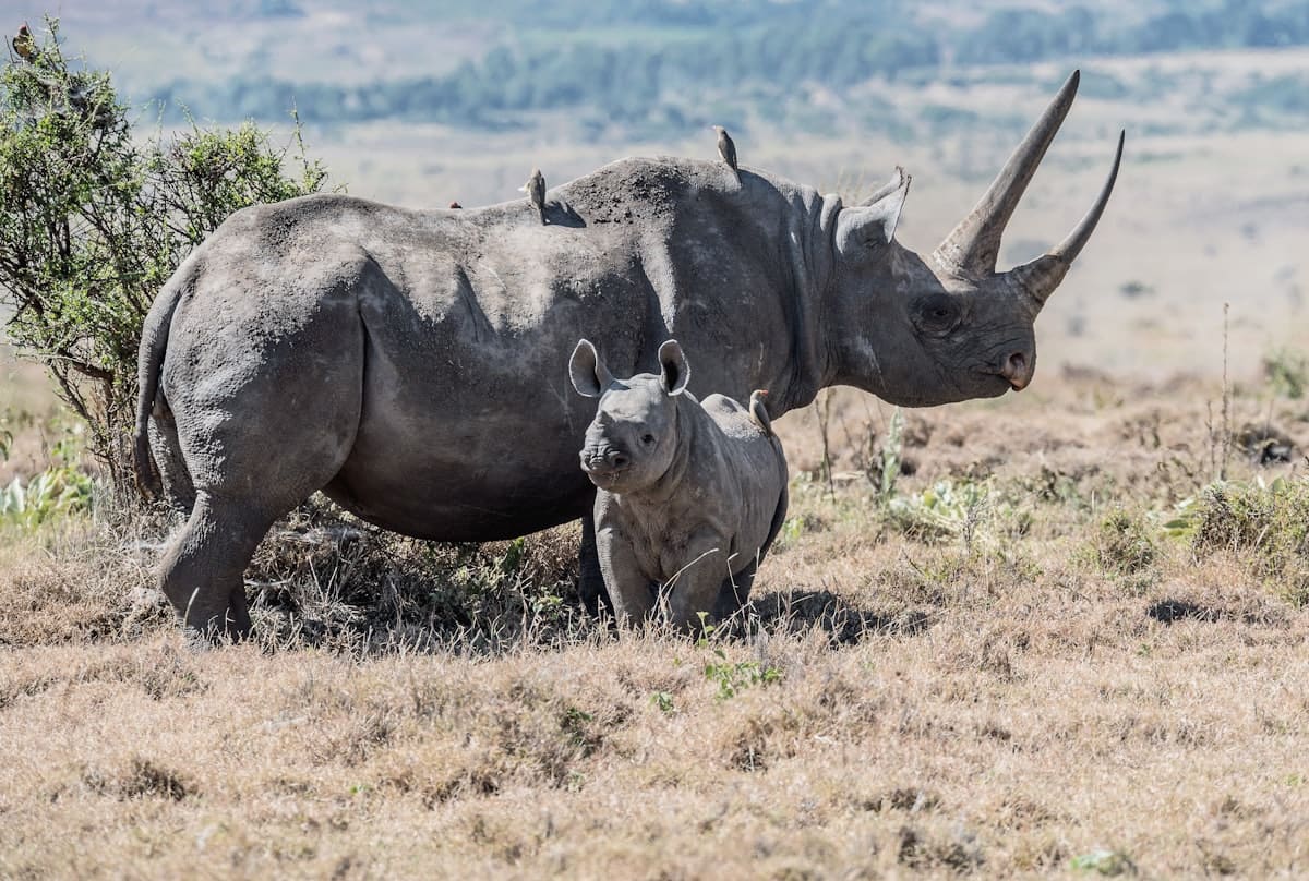 Game Drives