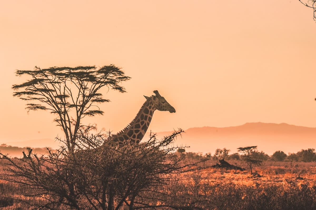 About Apex Felidae Expeditions
