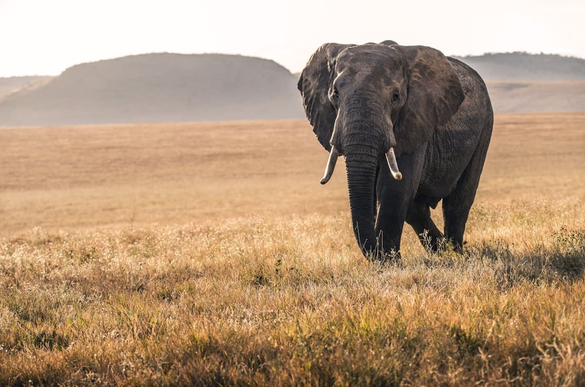 5-Day Wonders of Kenya Budget Safari