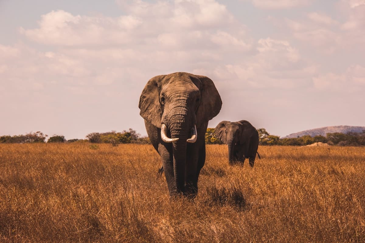 8-Day Iconic Kenya Safari from Masai Mara to Taita Hills