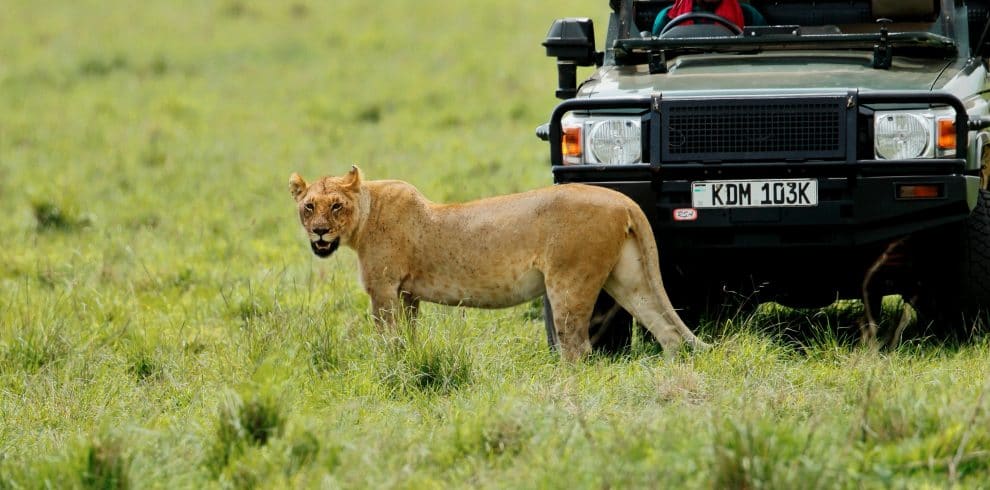 The Kenyan Crown: A 10-Day Grand Safari