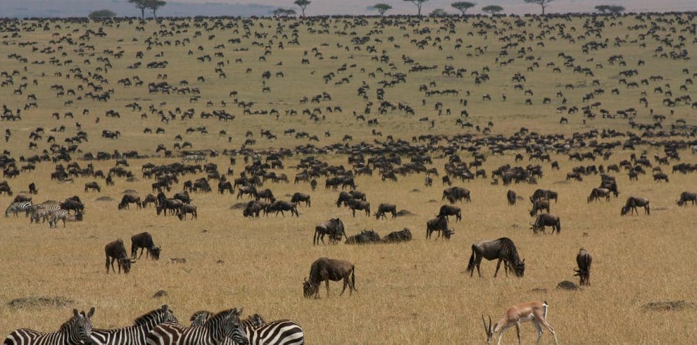 The Mara-Nakuru Dual: A 4-Day Private Landscape Tour