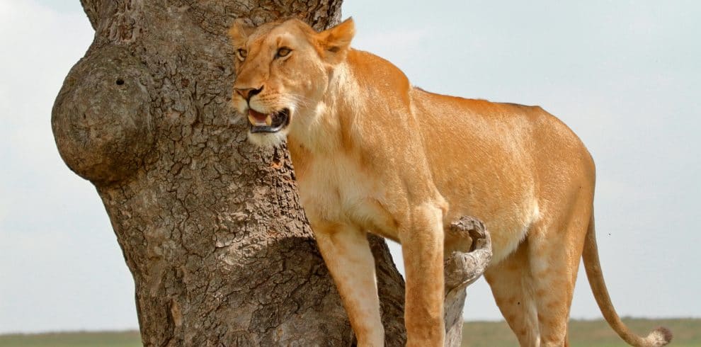 8-Day Iconic Kenya Luxury Safari: Majestic Wilderness Experience