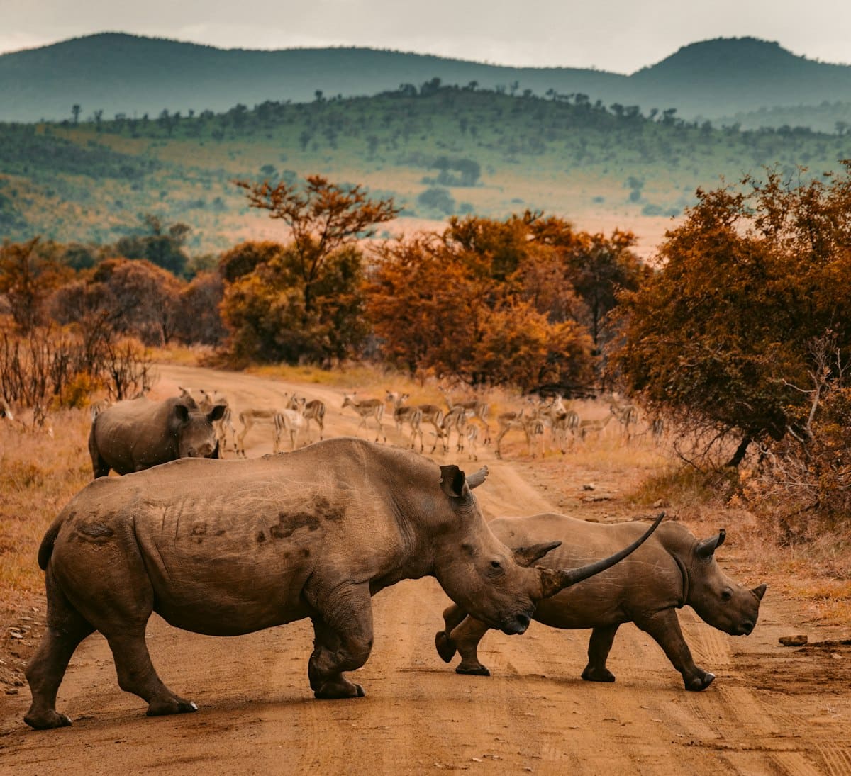 4-Day Masai Mara National Reserve Safari Tour Kenya